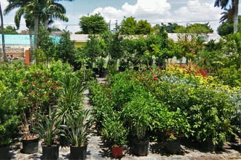 Ft. Myers Landscaping Supply Nursery.