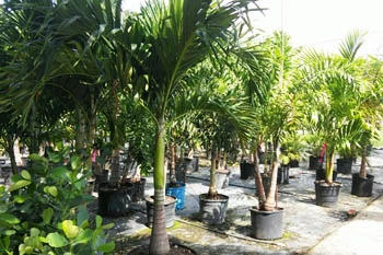 Palm trees for sale in Fort Myers, FL nursery.
